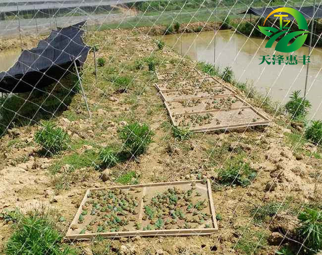 青蛙養(yǎng)殖圖片/青蛙養(yǎng)殖樣板圖 (3)