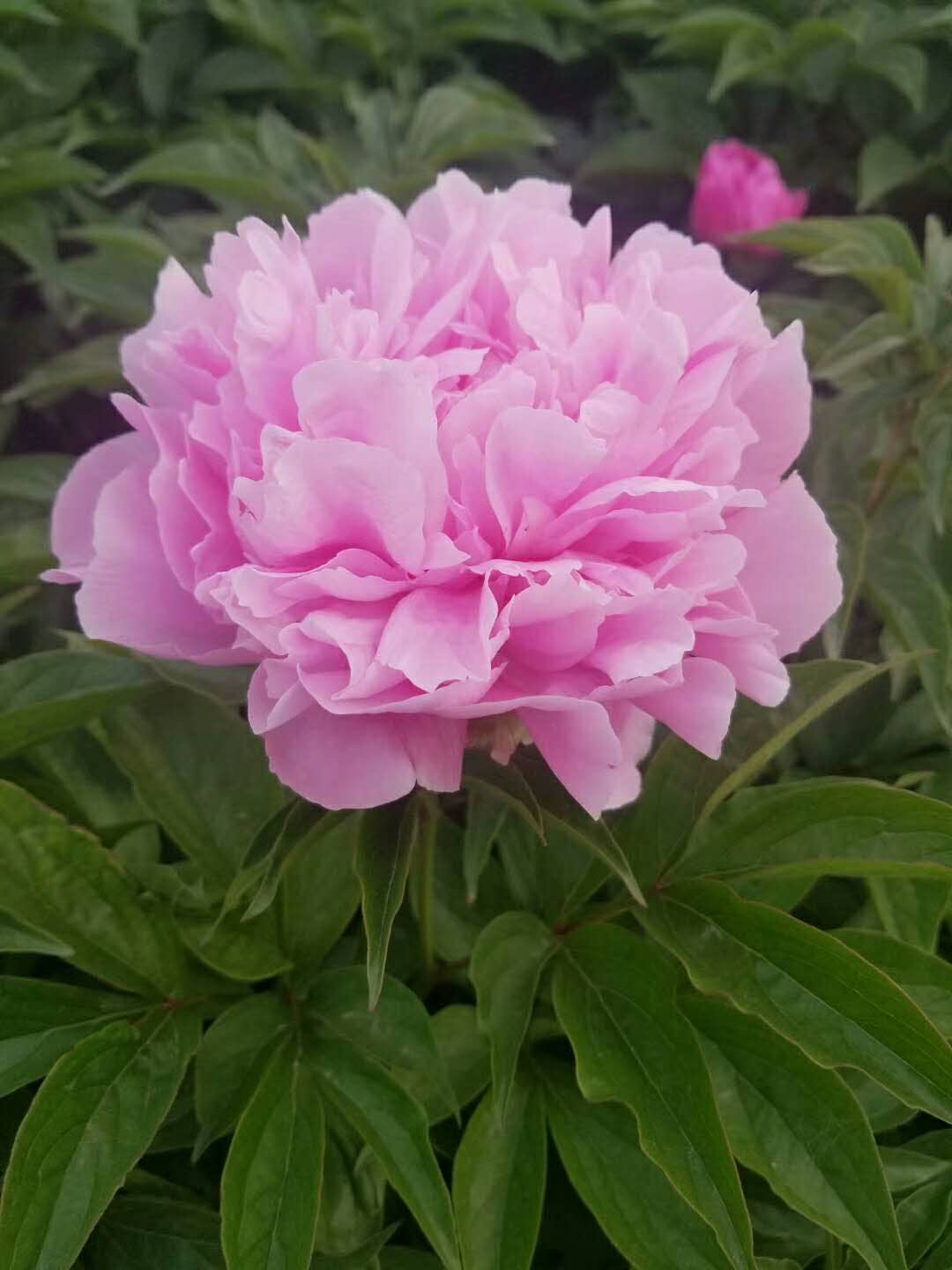 精品盆栽芍藥、室內(nèi)觀賞芍藥圖片
