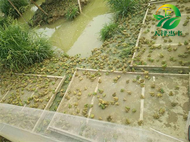 青蛙養(yǎng)殖圖片/青蛙養(yǎng)殖樣板圖 (2)