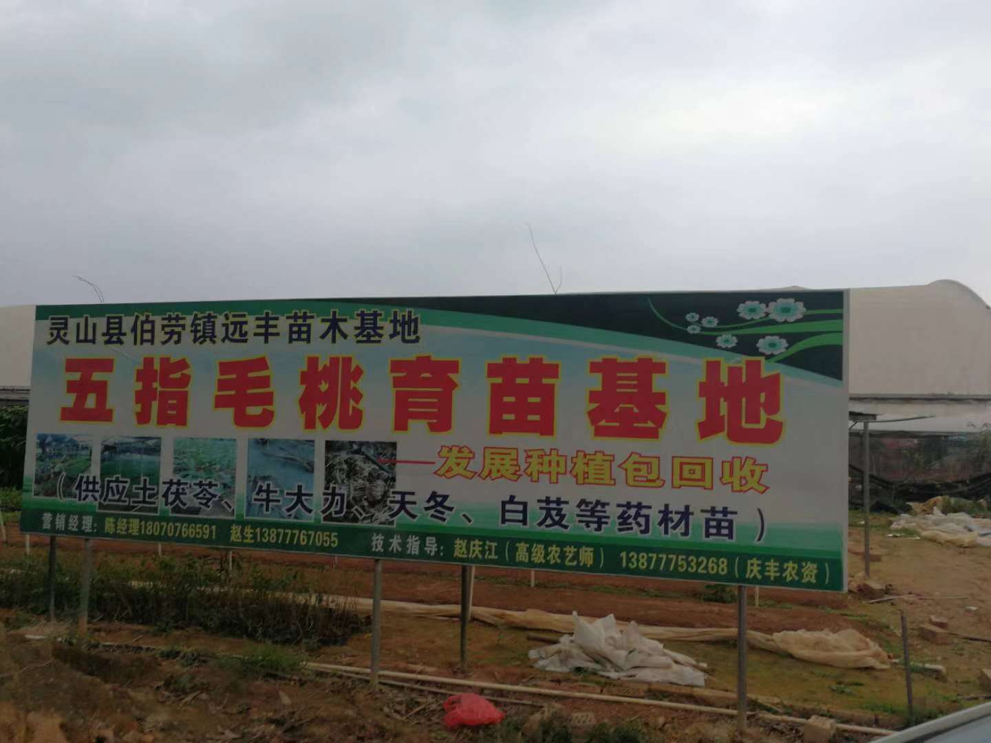 五指毛桃價(jià)格圖片