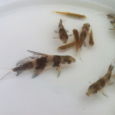 胭脂魚可以吃嗎圖片/胭脂魚可以吃嗎樣板圖 (3)