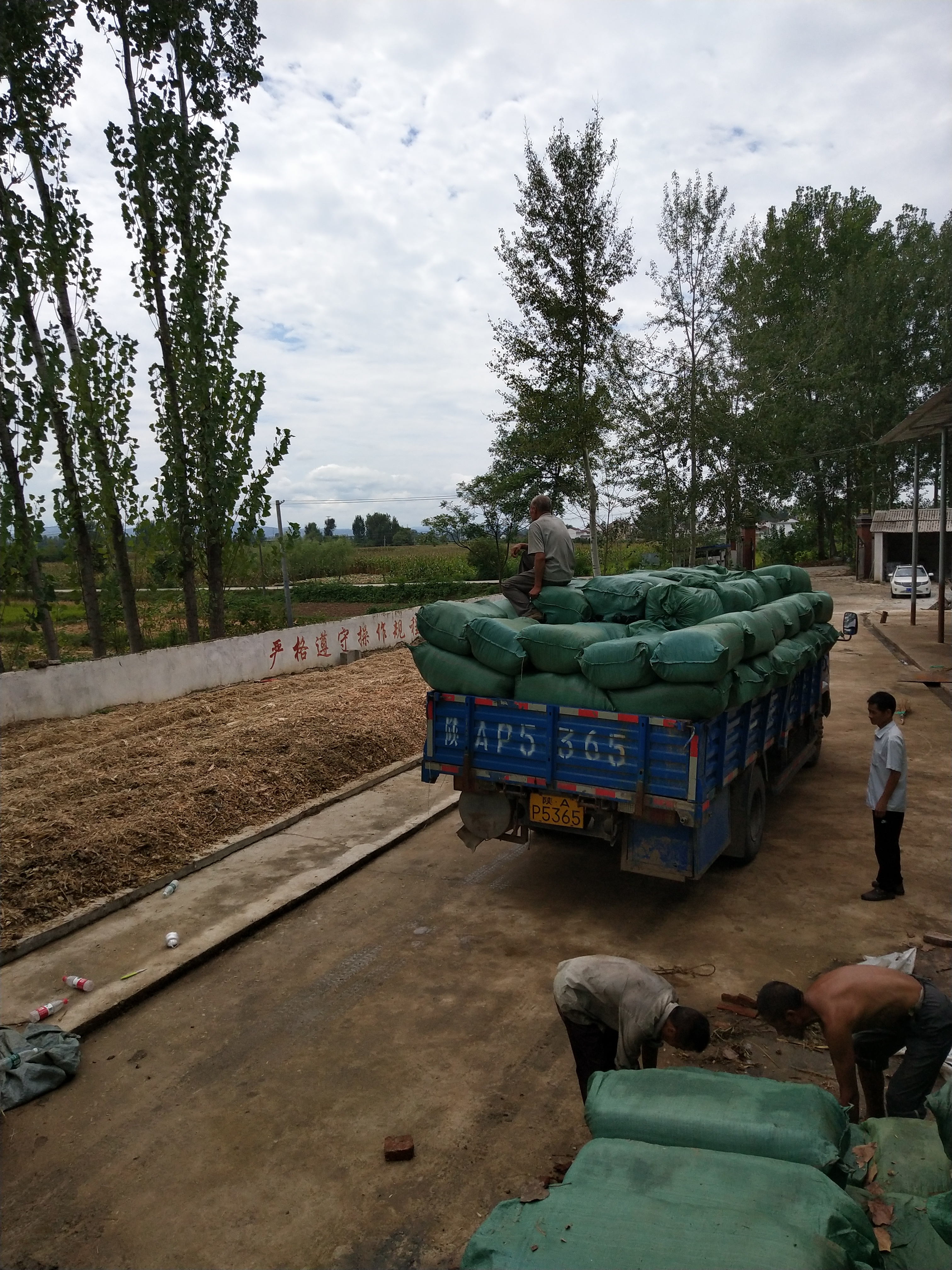 甘肅康縣玉米秸稈青儲粗飼料圖片/甘肅康縣玉米秸稈青儲粗飼料樣板圖 (4)