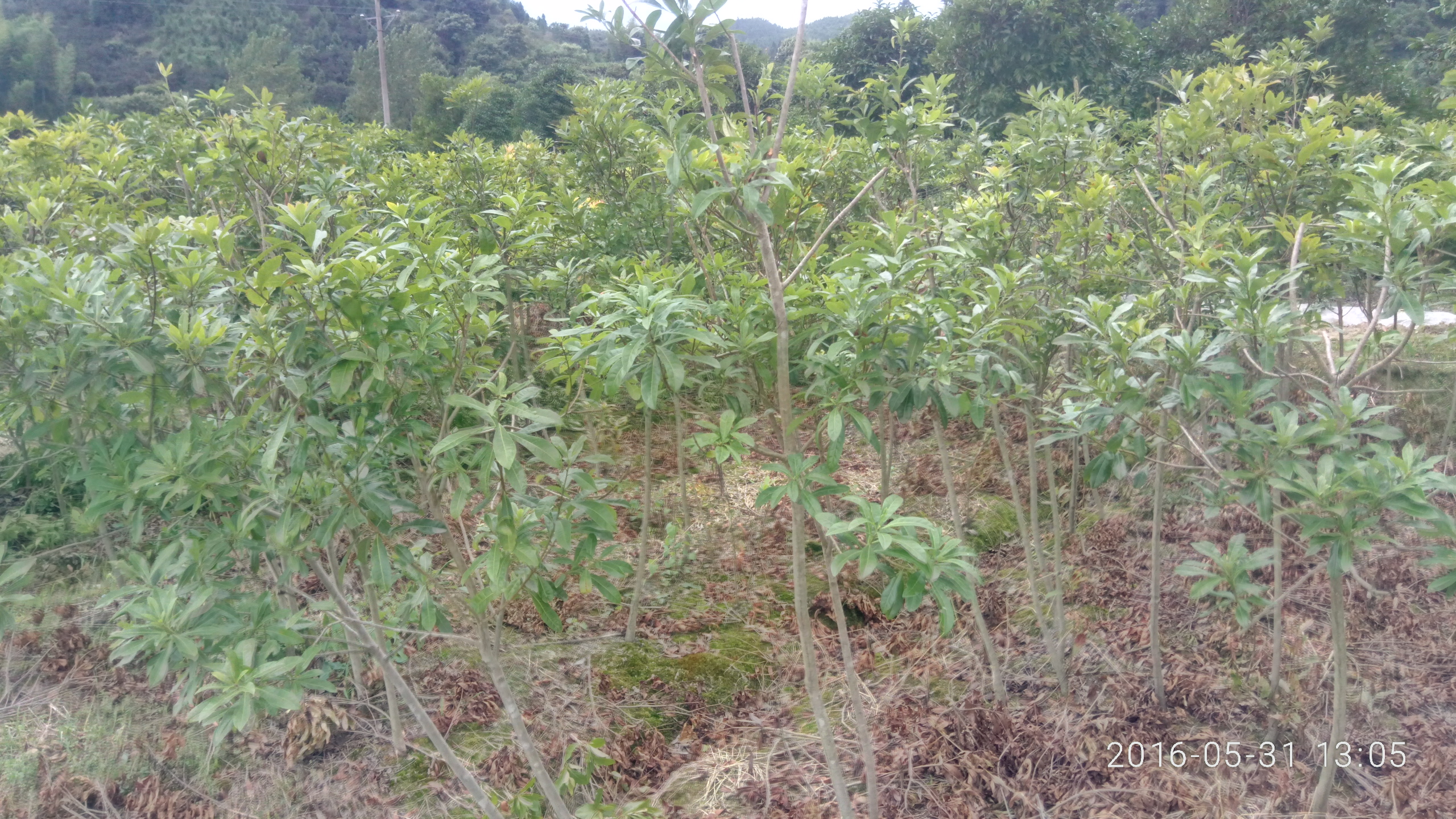 綠化楊梅苗圖片/綠化楊梅苗樣板圖 (4)