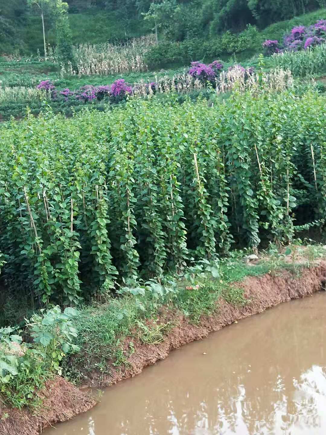 三角梅種植圖片/三角梅種植樣板圖 (1)