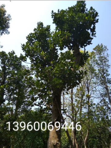 福建菠蘿蜜樹(shù)苗 全國(guó)供應(yīng)菠蘿蜜樹(shù)苗 直銷(xiāo)菠蘿蜜樹(shù)苗 菠蘿蜜樹(shù)苗基地 菠蘿蜜樹(shù)苗批發(fā)