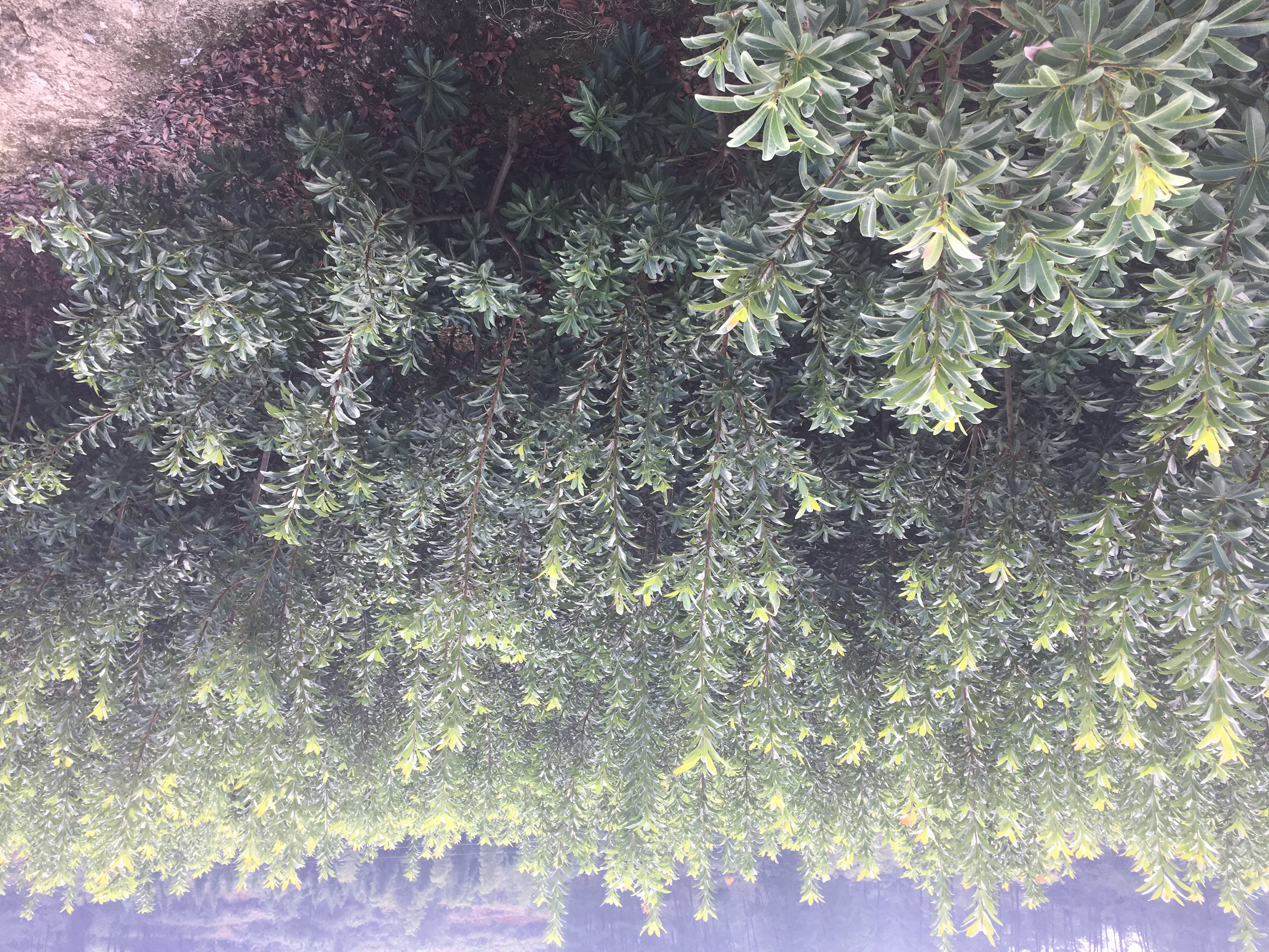 懷化楊梅樹圖片/懷化楊梅樹樣板圖 (4)