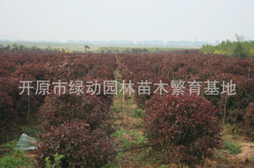 密枝紅葉李圖片/密枝紅葉李樣板圖 (3)
