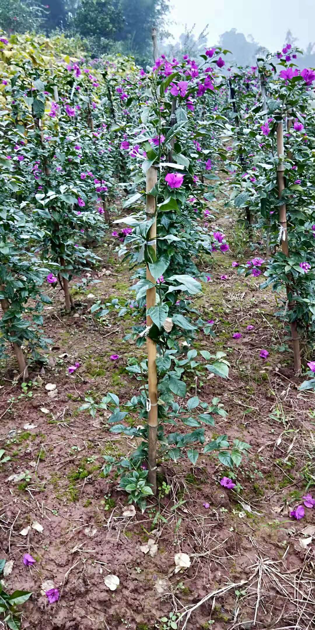 大紅三桷梅，紫花圖片