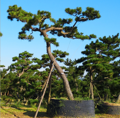 黑松造型樹苗圖片/黑松造型樹苗樣板圖 (1)
