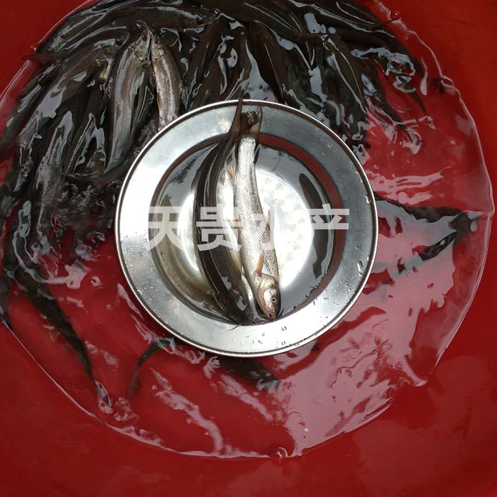 銀鱈魚好吃嗎？圖片/銀鱈魚好吃嗎？樣板圖 (3)