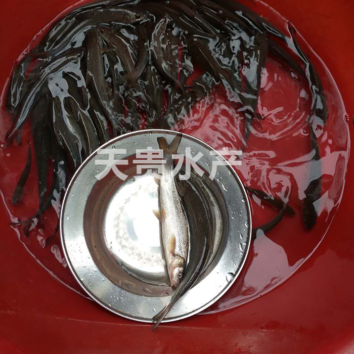 銀鱈魚好吃嗎？圖片/銀鱈魚好吃嗎？樣板圖 (2)