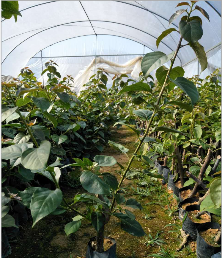 同安紅三角梅 園藝 工程綠化苗  園藝工程供應(yīng)商 廣東工程綠化苗報(bào)價 韶光三角梅價格 同安紅三角梅制造商 綠化苗生產(chǎn)