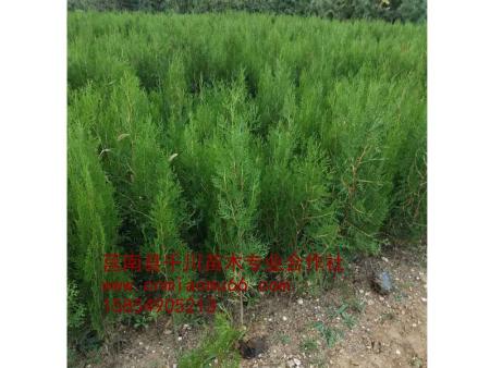 側(cè)柏苗圖片/側(cè)柏苗樣板圖 (1)