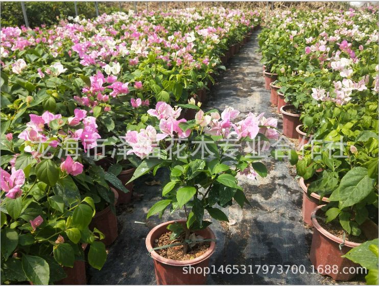 東籬小舍 花蝴蝶 紅心櫻花圖片/東籬小舍 花蝴蝶 紅心櫻花樣板圖 (4)