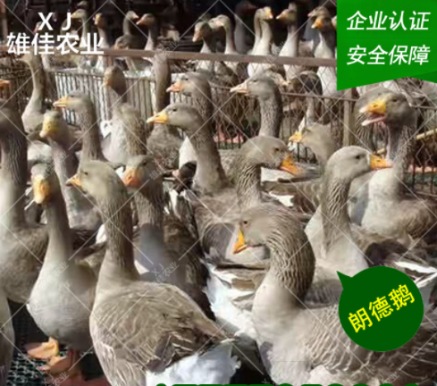 朗德鵝苗圖片/朗德鵝苗樣板圖 (3)