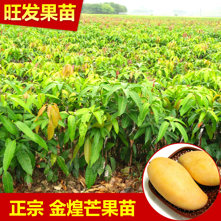 金煌芒果苗圖片/金煌芒果苗樣板圖 (1)