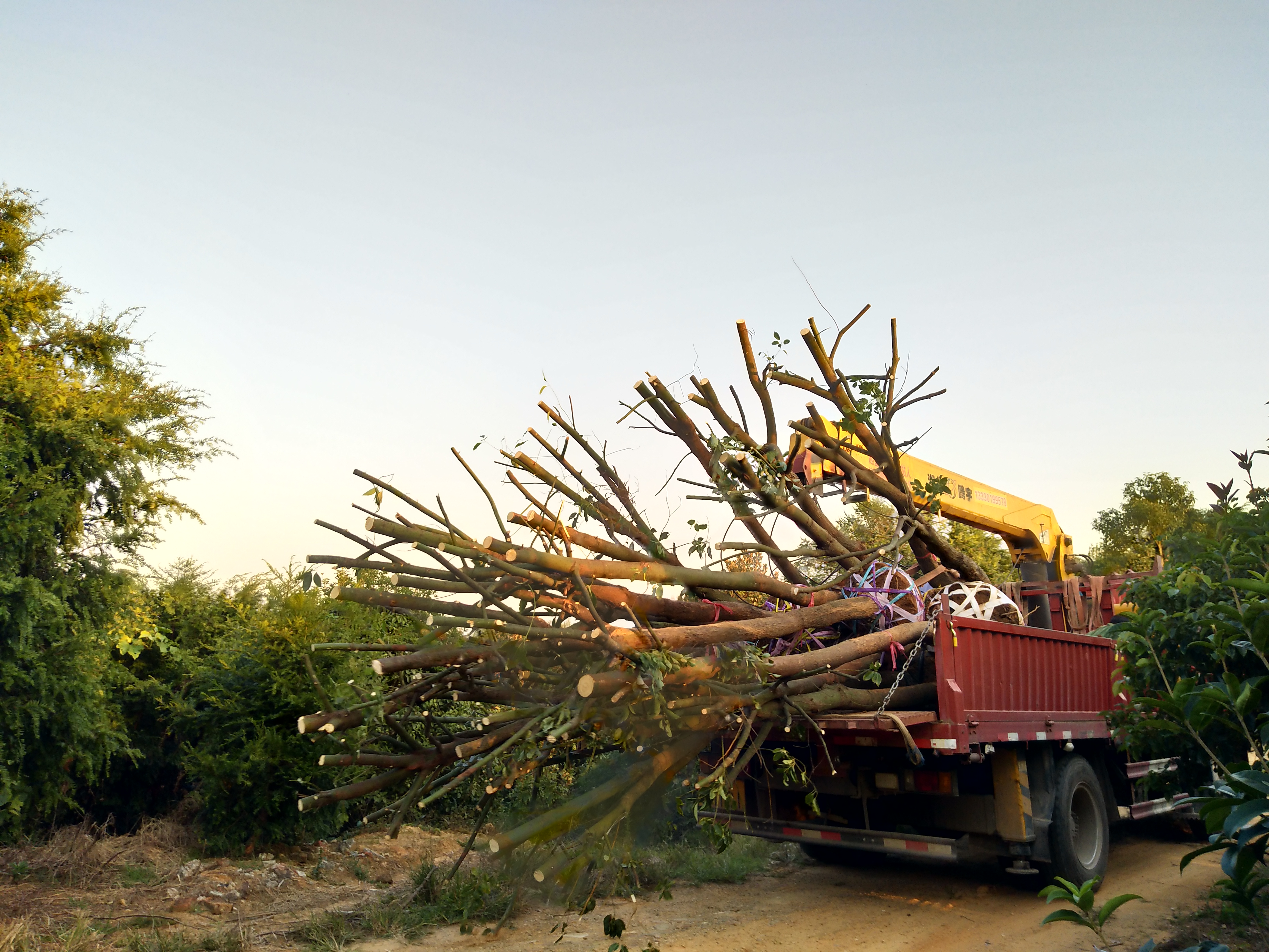 香樟圖片/香樟樣板圖 (3)