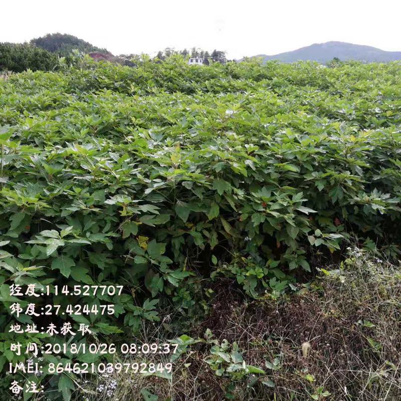 檫木圖片/檫木樣板圖 (2)