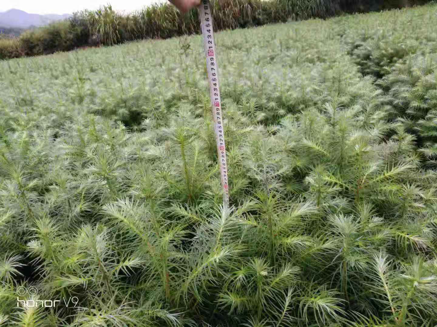 杉木苗种植基地，江西杉木苗种植基地，广西杉木苗种植基地图片