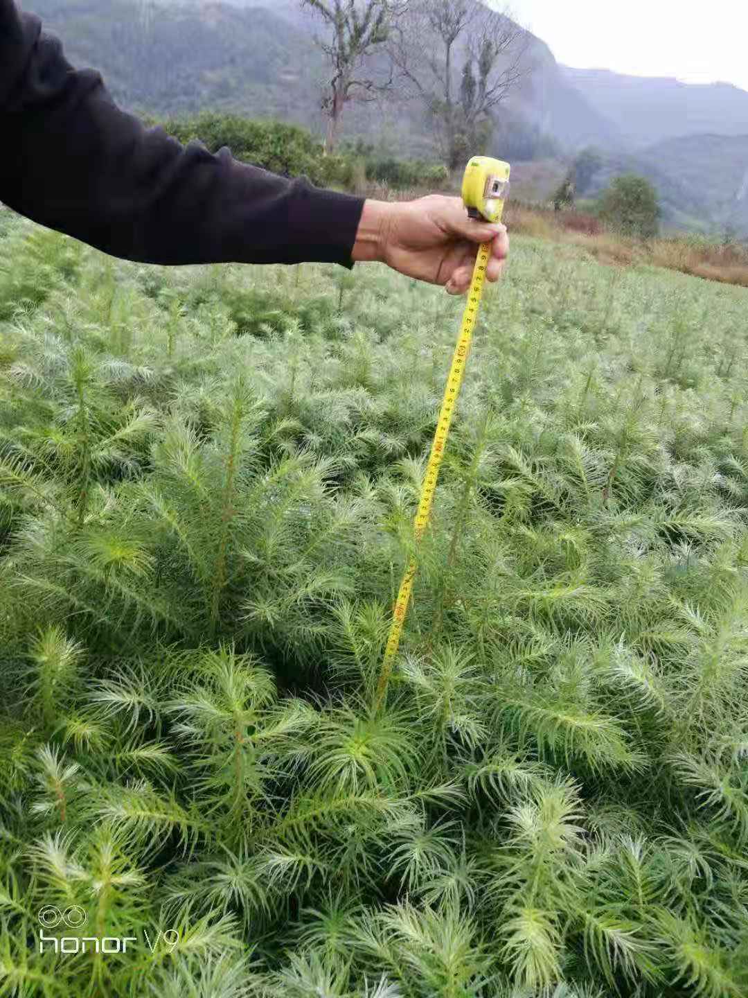 杉木苗圖片/杉木苗樣板圖 (1)