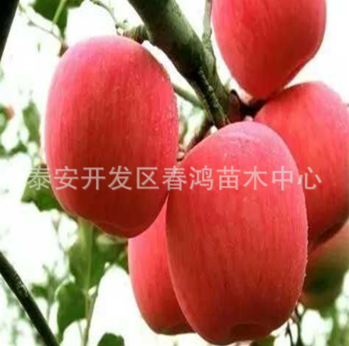 矮化蘋果樹(shù)圖片/矮化蘋果樹(shù)樣板圖 (2)