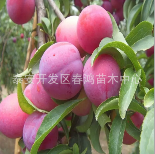 李子苗圖片