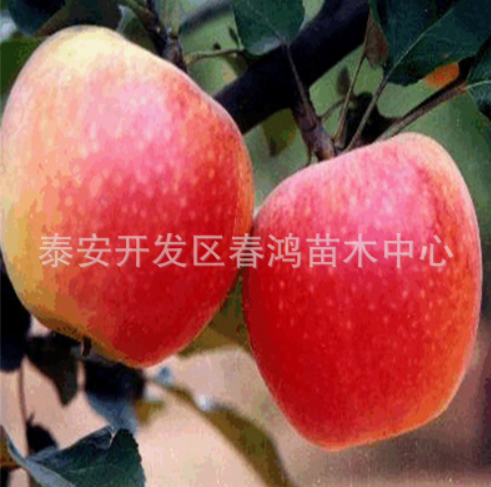 山東蘋果苗圖片/山東蘋果苗樣板圖 (3)