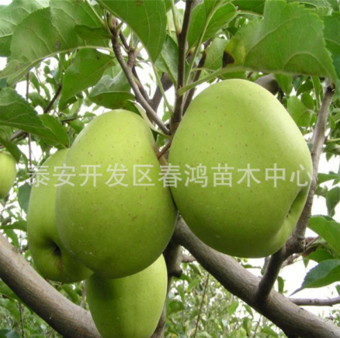 3公分矮化蘋果樹 嫁接富士果樹 供應(yīng)蘋果樹 蘋果樹批發(fā) 蘋果樹報(bào)價(jià)