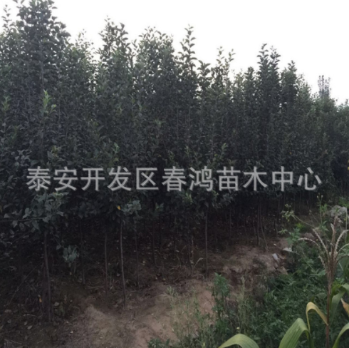 蘋果苗圖片/蘋果苗樣板圖 (4)