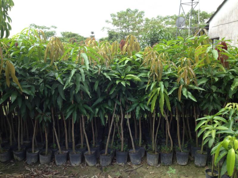 广西芒果苗 芒果苗供应商 直销芒果苗 芒果苗基地 芒果苗报价