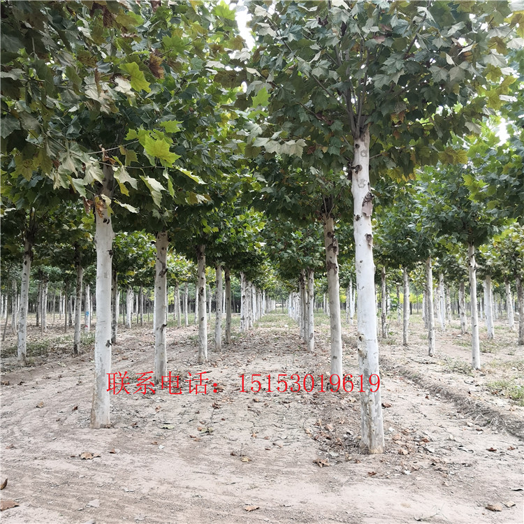 精品法桐種植銷售價格圖片