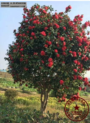 九轉(zhuǎn)大紅茶花 九轉(zhuǎn)大紅茶花報價 九轉(zhuǎn)大紅茶花批發(fā) 九轉(zhuǎn)大紅茶花供應(yīng)商 九轉(zhuǎn)大紅茶花哪家好 九轉(zhuǎn)大紅茶花電話