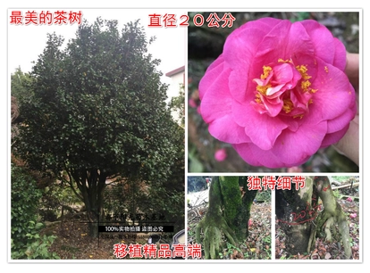 *大茶樹 *大茶樹報價 *大茶樹批發(fā) *大茶樹供應(yīng)商 *大茶樹哪家好 *大茶樹電話
