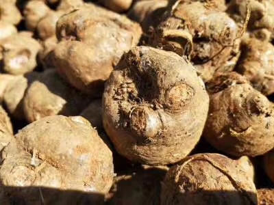 基地直銷魔芋精品二代種圖片/基地直銷魔芋精品二代種樣板圖 (3)