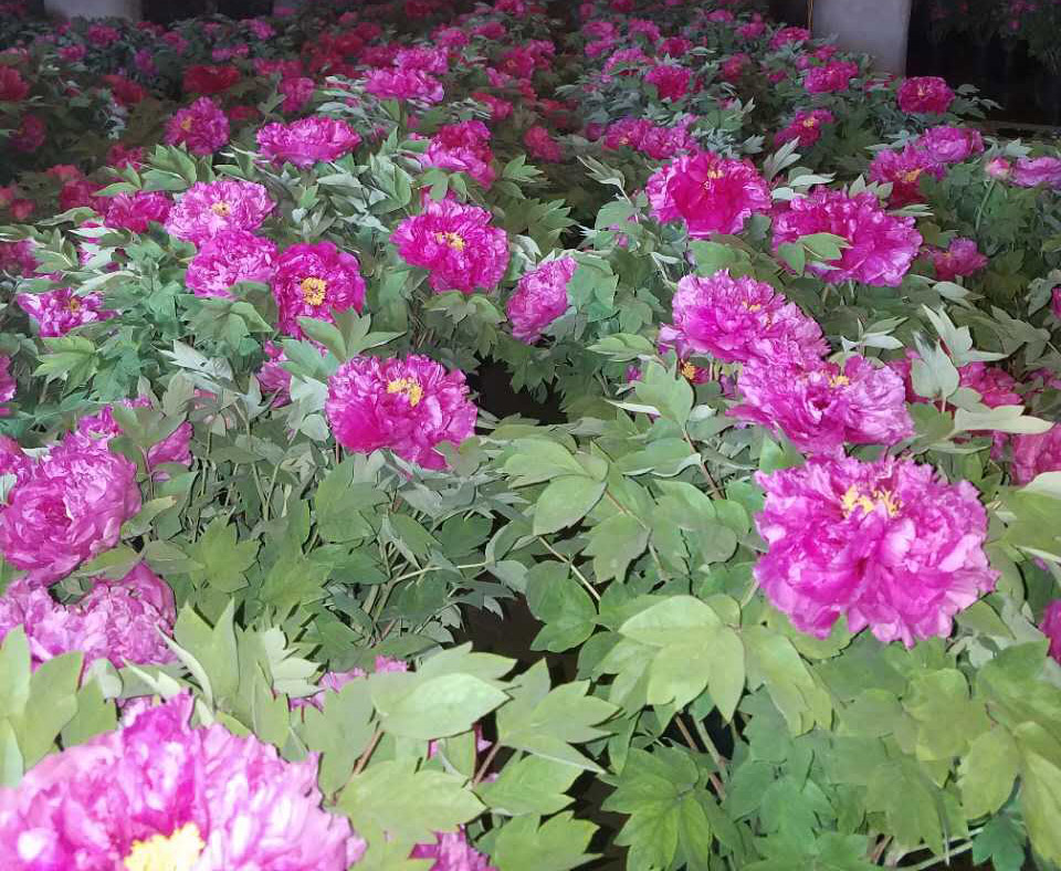 盆栽牡丹圖片/盆栽牡丹樣板圖 (4)