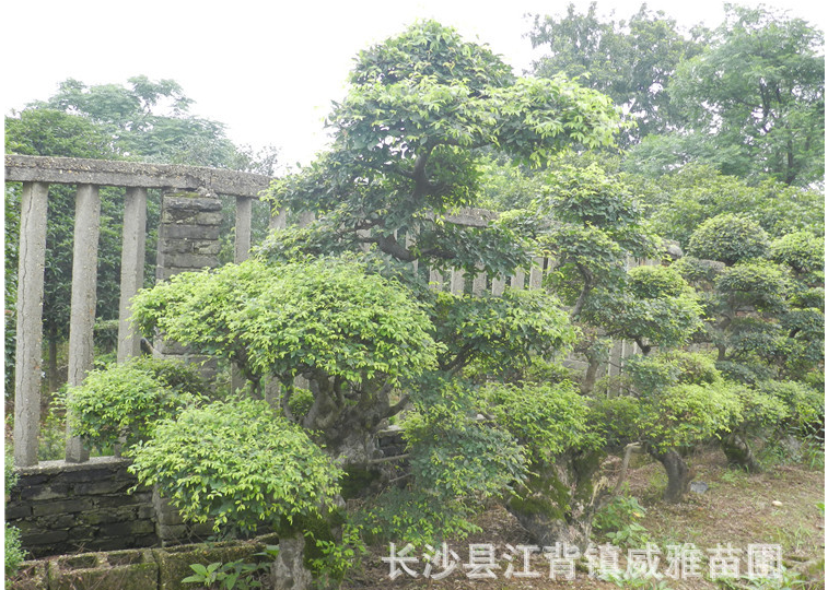 造型榆树桩 落叶乔木 精品造型 威雅苗圃 苗圃直销 榆树桩基地哪家好 优质榆树桩厂家报价图片