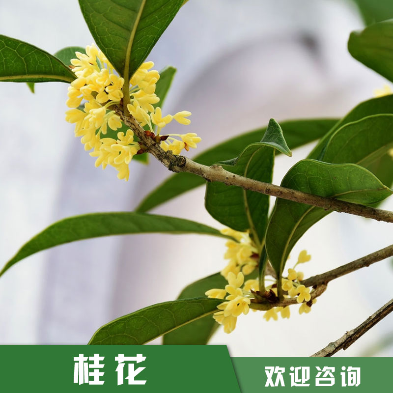 福建桂花树价格|观赏性金桂供应商|桂花种植基地|优质桂花树价格|桂花树苗圃直销图片