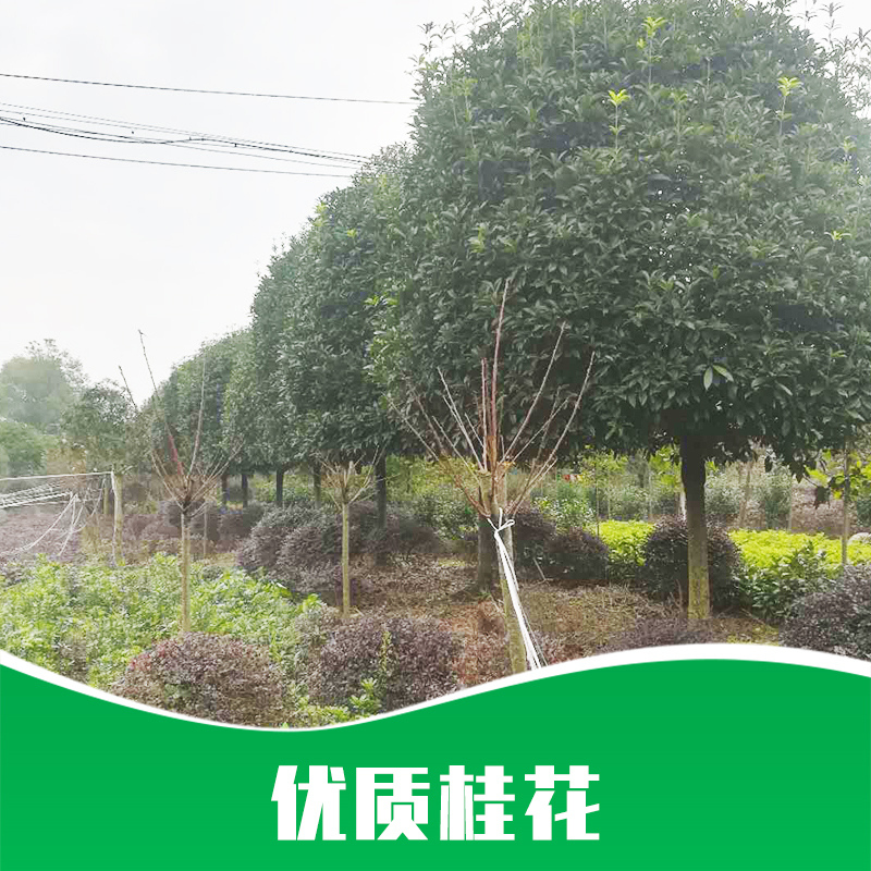 成都桂花種植基地直銷圖片/成都桂花種植基地直銷樣板圖 (3)