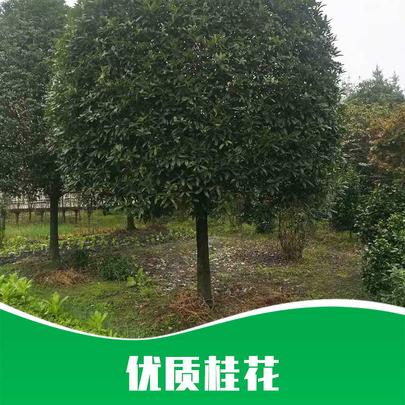貴州桂花圖片/貴州桂花樣板圖 (4)