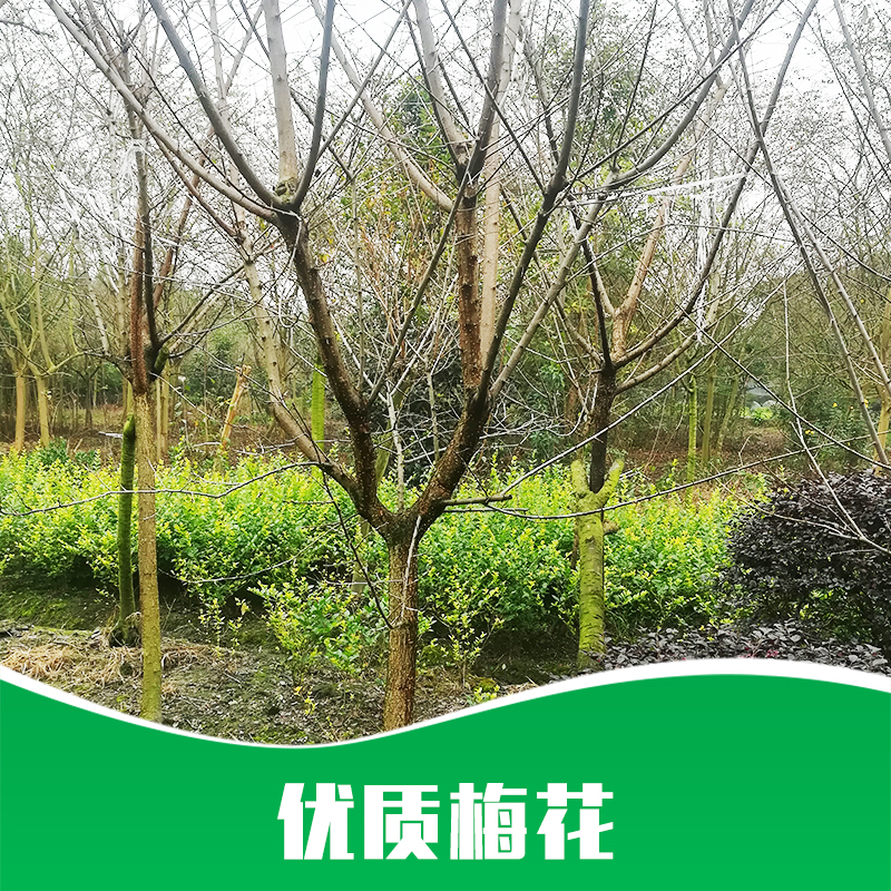 成都梅花圖片/成都梅花樣板圖 (4)