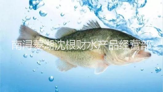 鱸魚圖片/鱸魚樣板圖 (3)