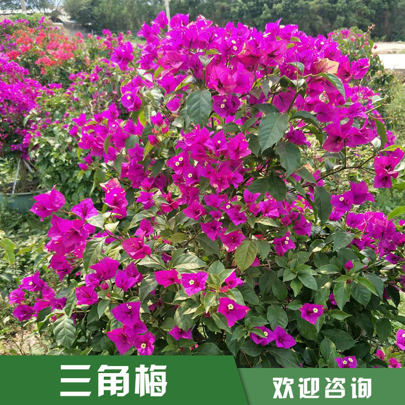 雙色三角梅圖片/雙色三角梅樣板圖 (1)