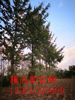 公分銀杏圖片/公分銀杏樣板圖 (1)
