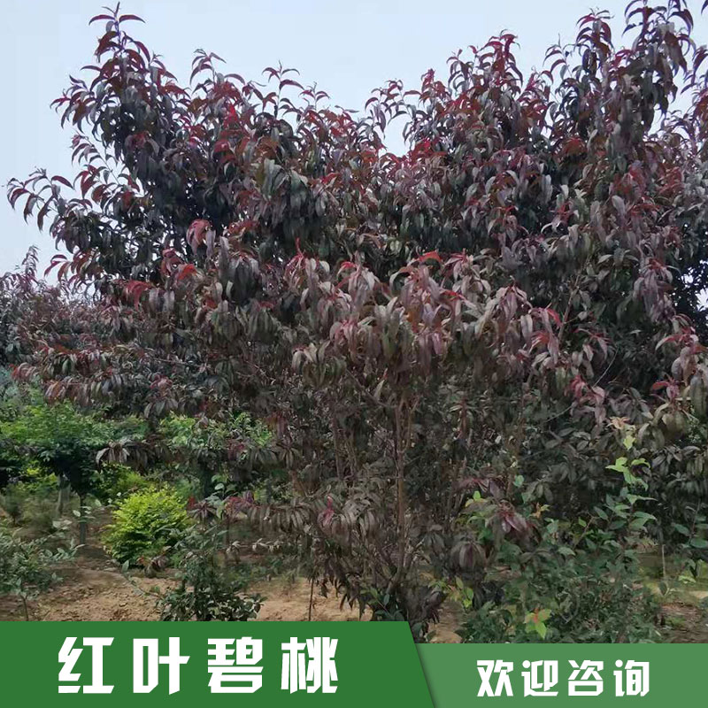 紅葉碧桃圖片/紅葉碧桃樣板圖 (2)