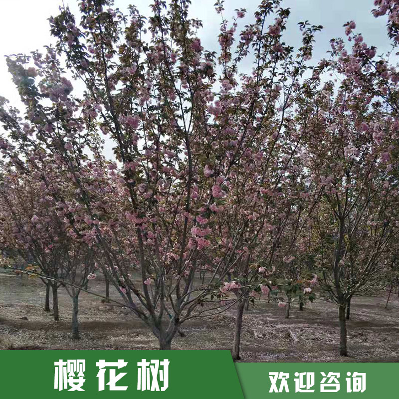 櫻花樹苗圖片/櫻花樹苗樣板圖 (1)