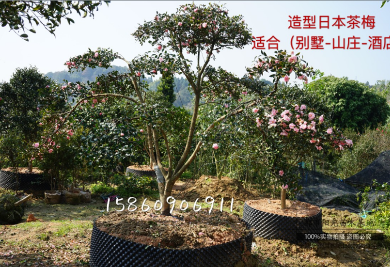 日本茶梅大樹 日本茶梅大樹報價 日本茶梅大樹電話 日本茶梅大樹批發(fā) 日本茶梅大樹哪家好 日本茶梅大樹供應商