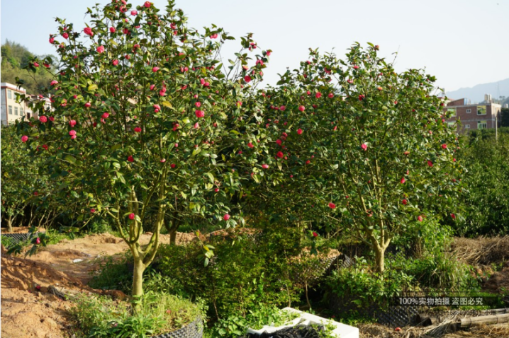 黑牡丹圖片/黑牡丹樣板圖 (3)