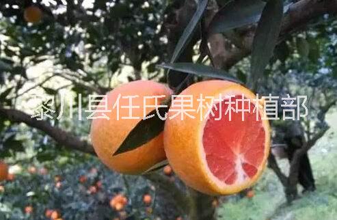 紅肉臍橙圖片/紅肉臍橙樣板圖 (3)