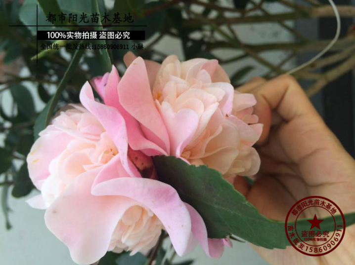 香茶花圖片/香茶花樣板圖 (4)