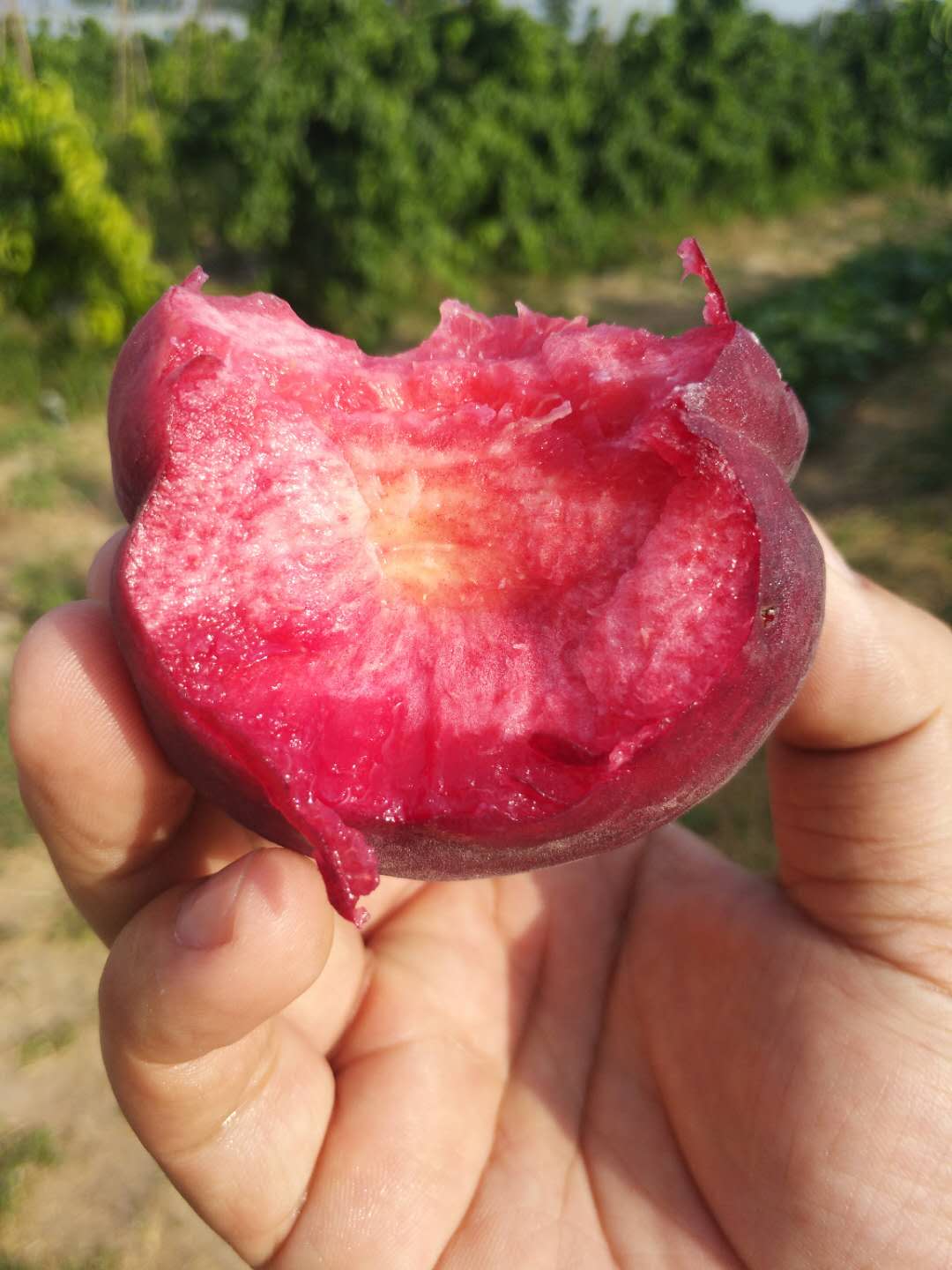 早熟血桃6號新品種圖片